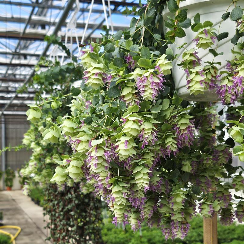 Origanum rotundifolium 'Kent Beauty' - Oregano Kent Beauty 6