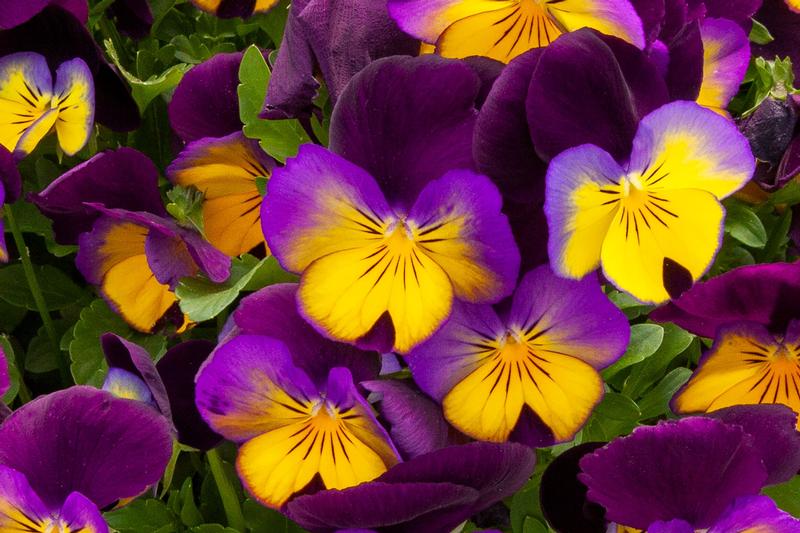 Viola wittrockiana Freefall 'Sundown' - Image courtesy of Ball Horticultural Company