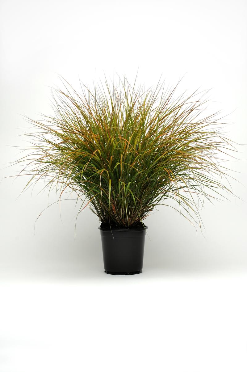 Grass: Anemanthele lessoniana ColorGrass 'Sirocco' - Image courtesy of Ball Horticultural Company