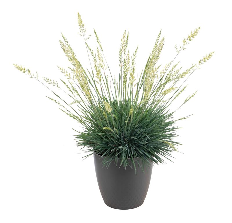Grass: Koeleria glauca 'Bluey' - Image courtesy of Ball Horticultural Company