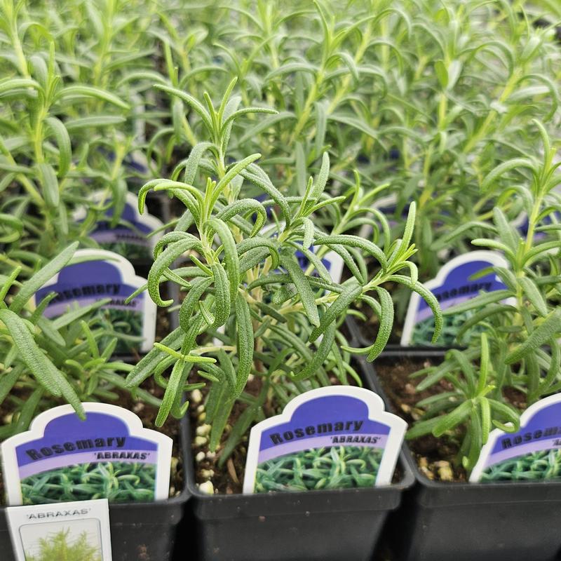 Rosmarinus officinalis 'Abraxas' - Rosemary - Finished from Hillcrest Nursery