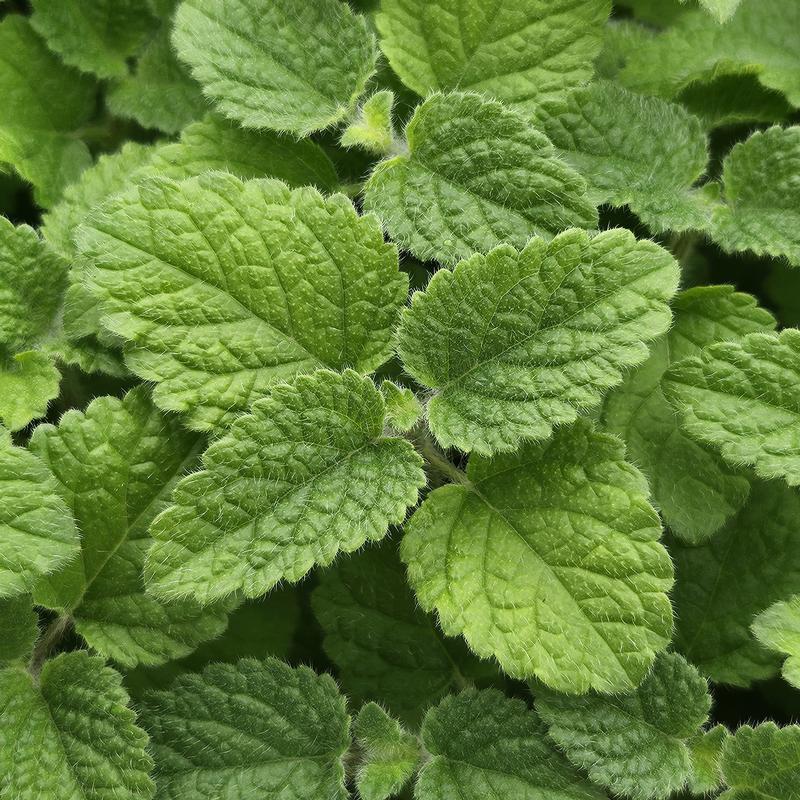 Melissa officinalis 'Lime Balm' - Balm Lime - Finished from Hillcrest Nursery