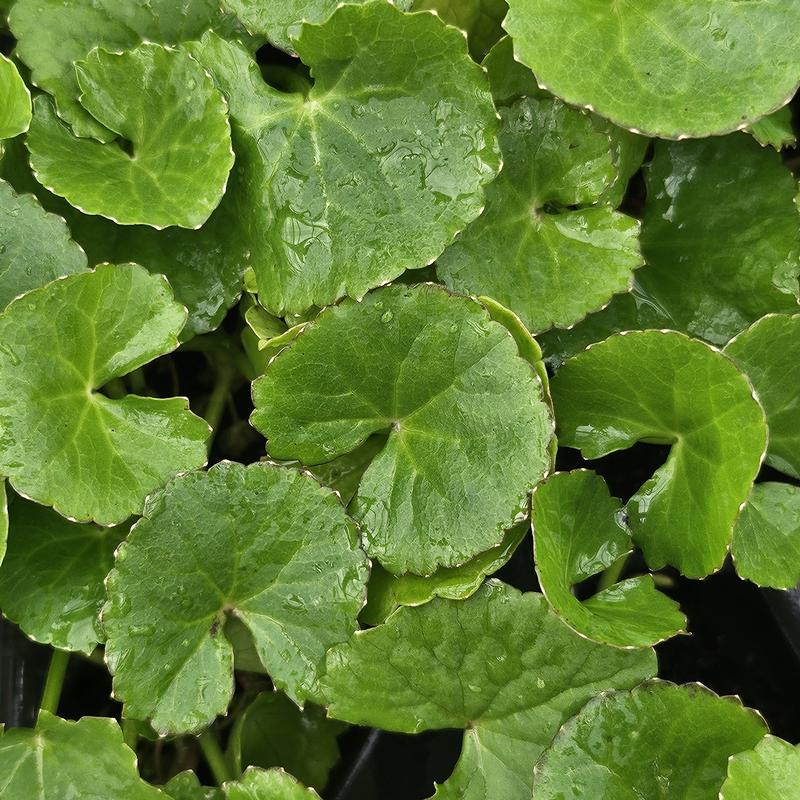 Centella asiatica 'Gotu Kola' - Gotu Kola - Finished from Hillcrest Nursery