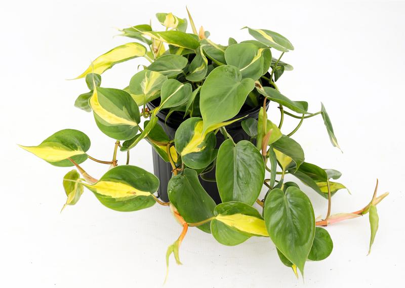 Philodendron hederaceum 'Brazil' - Image courtesy of Ball Horticultural Company