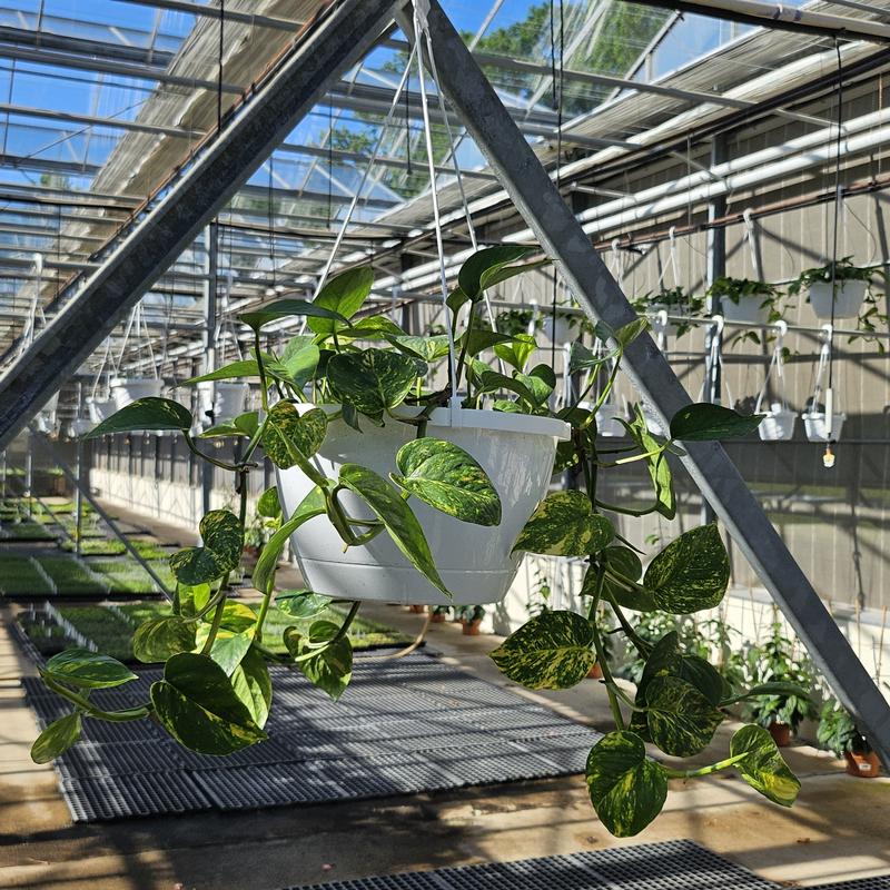Epipremnum 'Churchill' - Pothos from Hillcrest Nursery