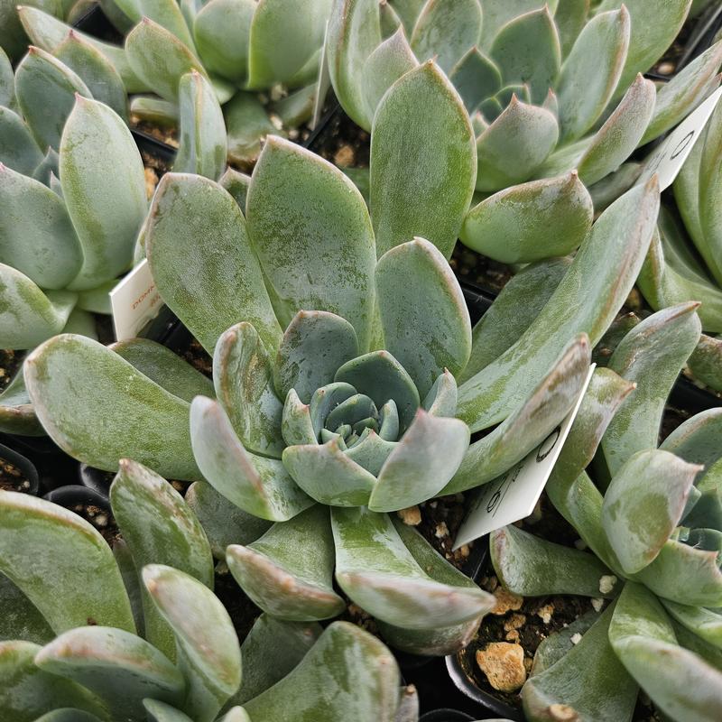Echeveria 'Blue Jay' - Echeveria from Hillcrest Nursery