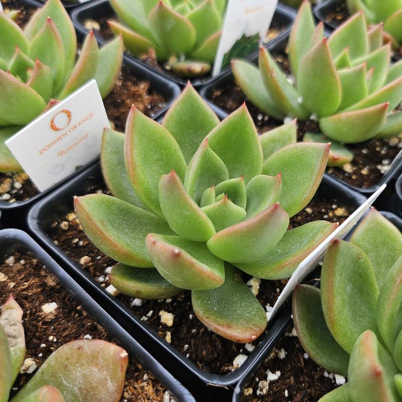Echeveria potosina - from Hillcrest Nursery