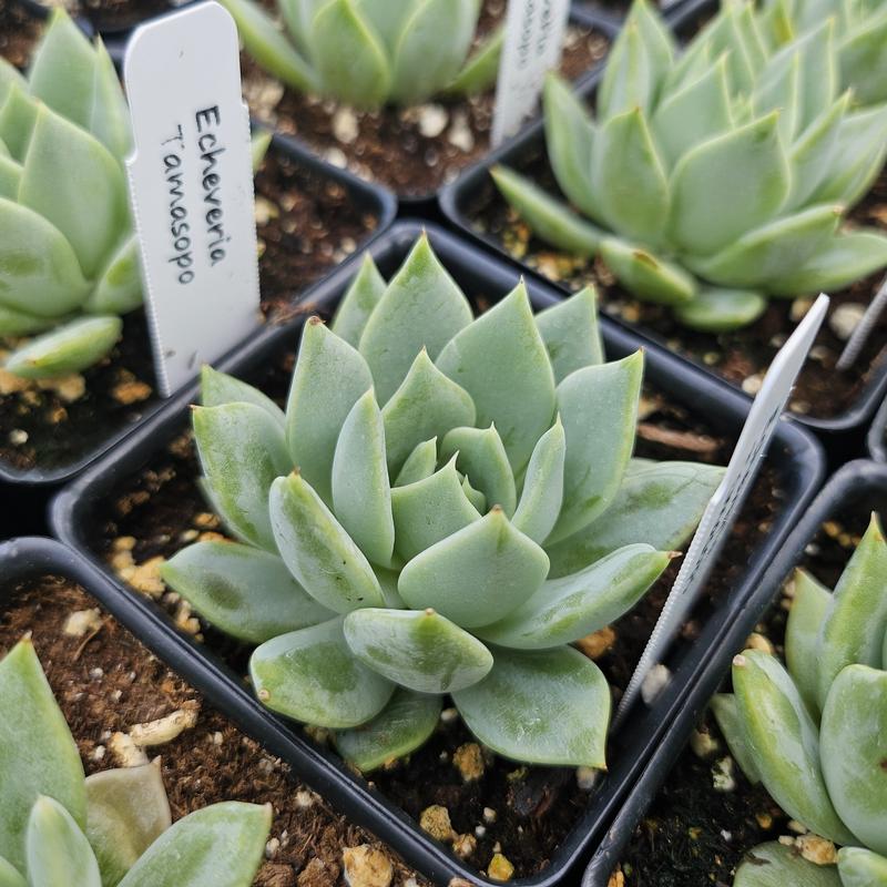 Echeveria 'Tamasopo' - Echeveria from Hillcrest Nursery