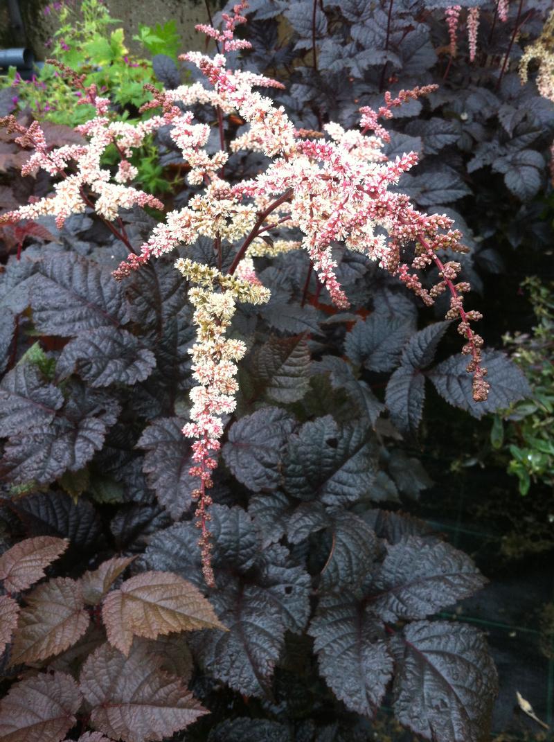 Astilbe 'Chocolate Shogun' - Image courtesy of Ball Horticultural Company