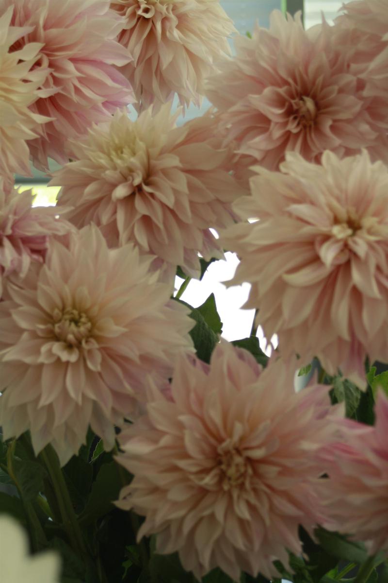 Dahlia 'Cafe au Lait' - Image courtesy of Ball Horticultural Company