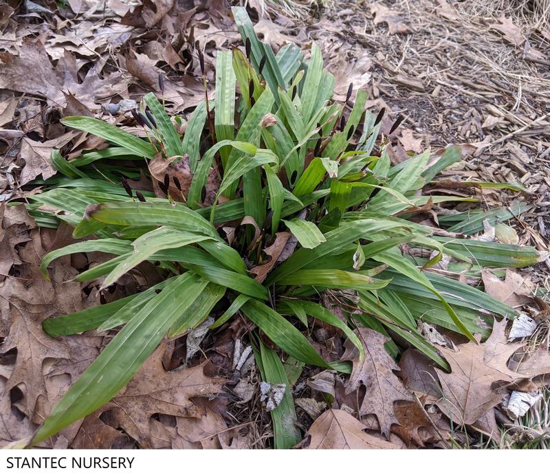Grass: Carex plantaginea 'Sedge' - Image courtesy of Ball Horticultural Company