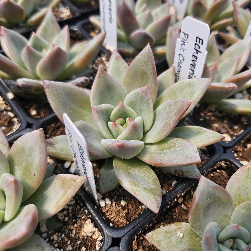 Echeveria 'Pink Champagne' - Echeveria from Hillcrest Nursery