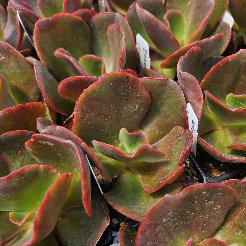 Echeveria gibbiflora 'Red' - Echeveria from Hillcrest Nursery