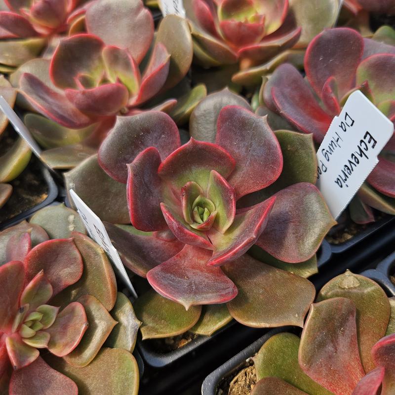 Echeveria 'Da Hong Pao' - Echeveria from Hillcrest Nursery