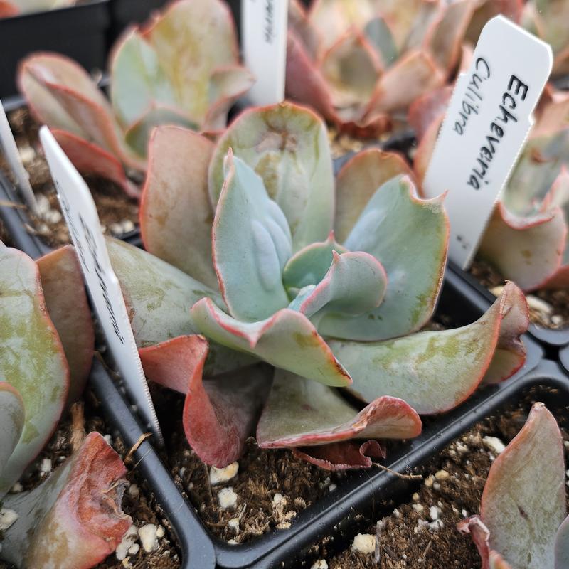 Echeveria 'Culibra' - Echeveria from Hillcrest Nursery