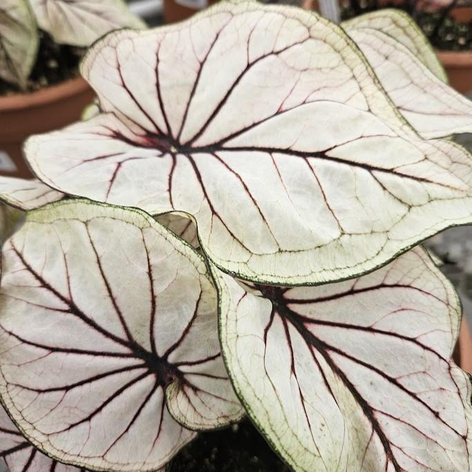 Caladium 'Sweet 'N Sassy' - Caladium from Hillcrest Nursery