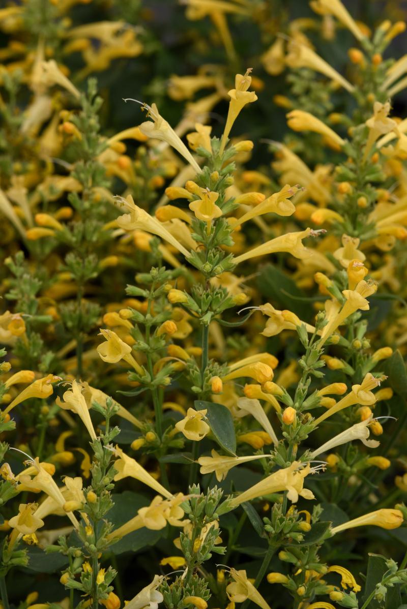 Agastache mexicana Summerlong 'Lemon' - Image courtesy of Ball Horticultural Company