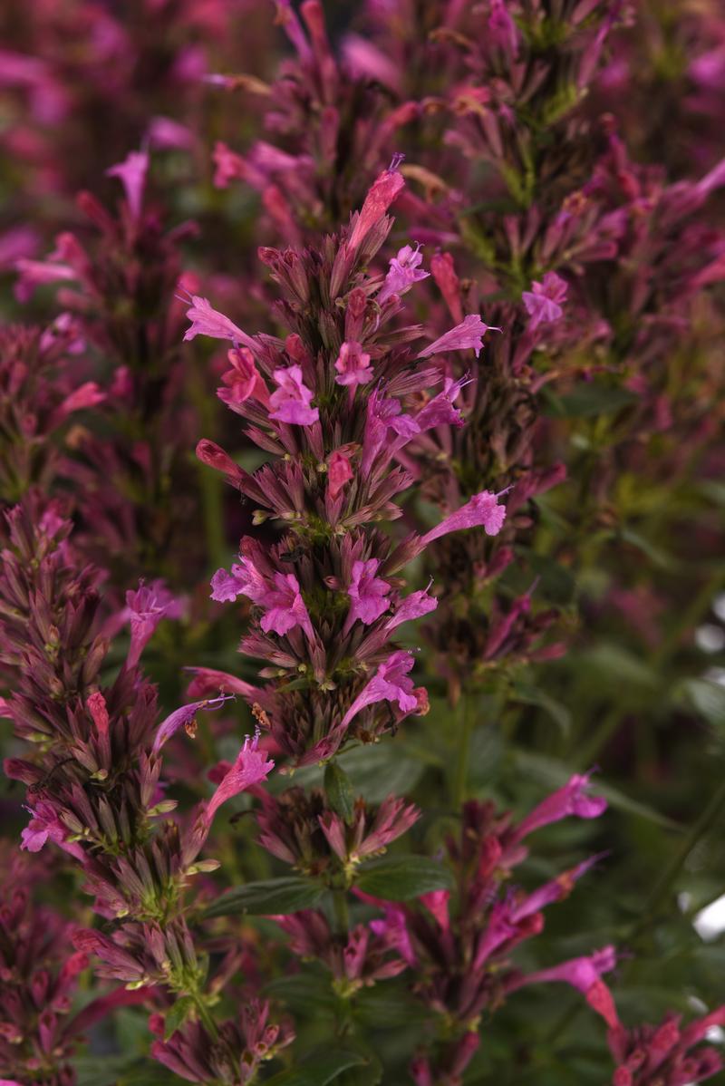 Agastache mexicana Summerlong 'Lilac' - Image courtesy of Ball Horticultural Company