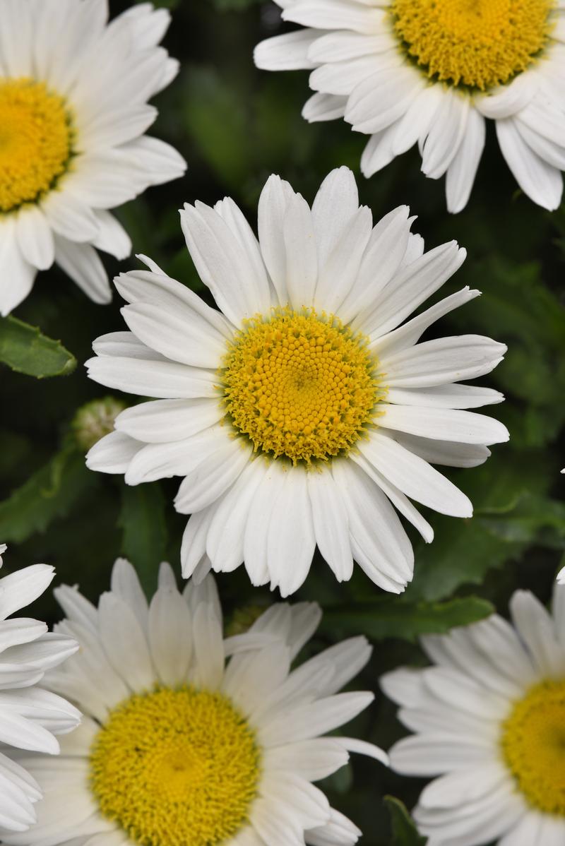 Leucanthemum superbum Make My Daisy 'Happy' - Image courtesy of Ball Horticultural Company