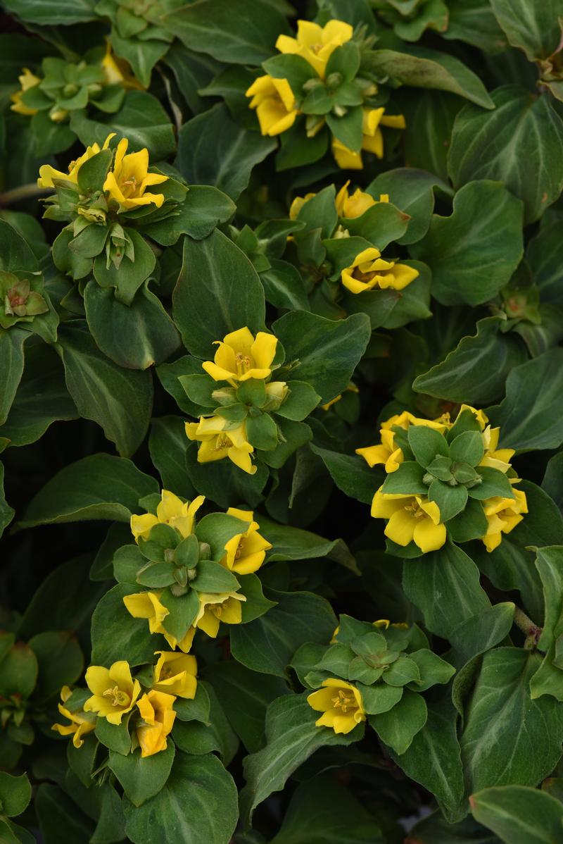 Lysimachia alfredii 'Night Light' - Image courtesy of Ball Horticultural Company