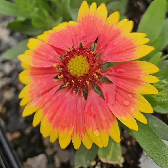Gaillardia aristata Guapa 'Flamenco Bicolor' - Blanket Flower from Hillcrest Nursery