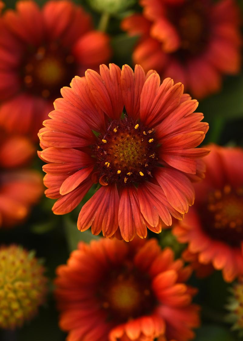 Gaillardia aristata Guapa 'Red' - Image courtesy of Ball Horticultural Company