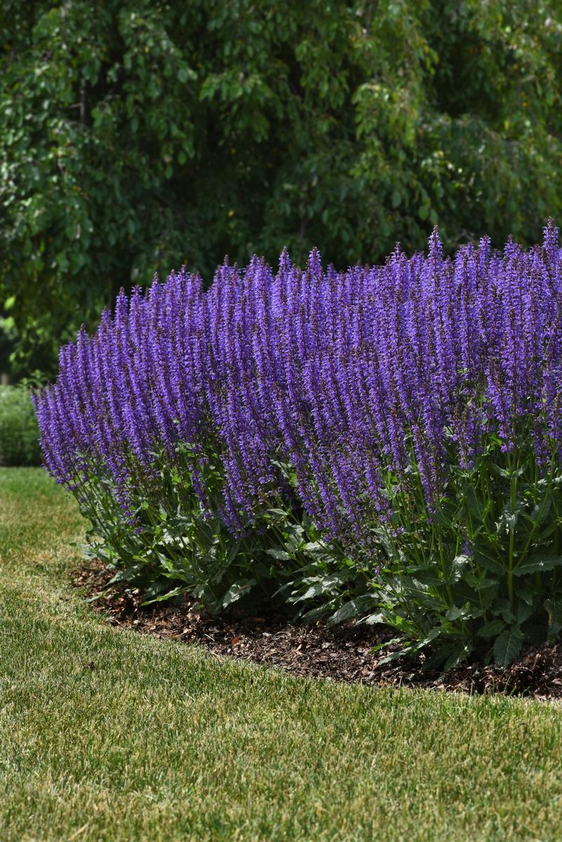 Salvia nemorosa x pratensis 'Blue By You' - Image courtesy of Ball Horticultural Company