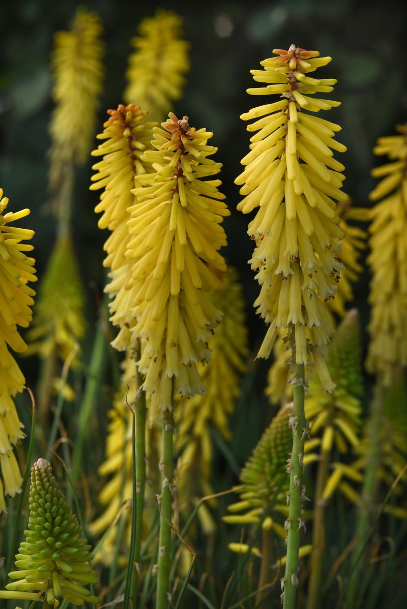 Kniphofia uvaria 'Glowstick' - Image courtesy of Ball Horticultural Company