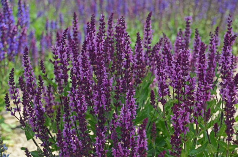 Salvia nemorosa 'Bumbleberry' - Image courtesy of Ball Horticultural Company