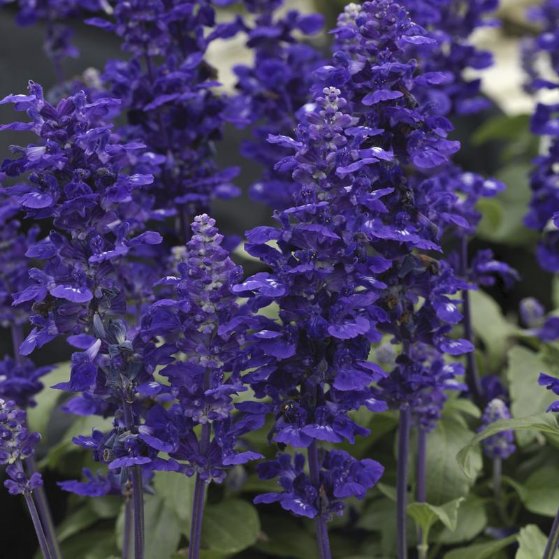 Salvia farinacea Velocity 'Blue' - Image courtesy of Syngenta Flowers