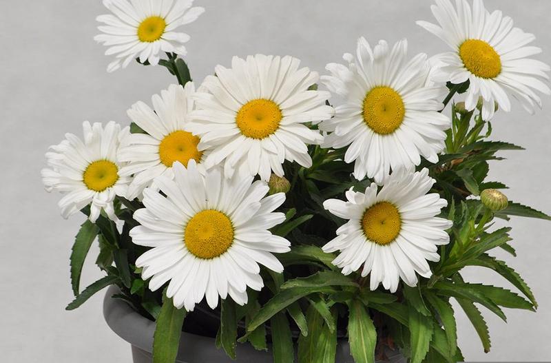 Leucanthemum superbum 'Betsy' - Image courtesy of Ball Horticultural Company
