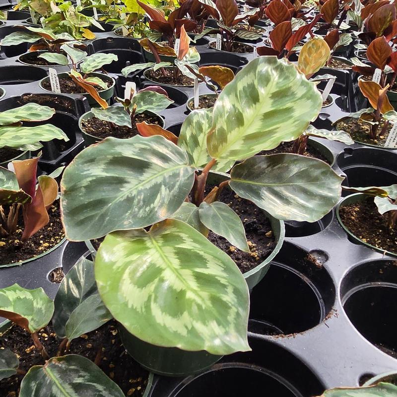 Calathea dressleri 'Helen Kennedy' - Calathea from Hillcrest Nursery