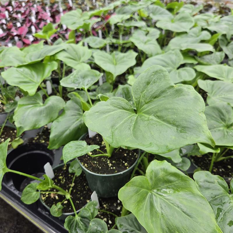 Philodendron 'Angela' - Philodendron from Hillcrest Nursery