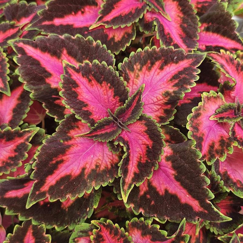 Solenostemon scutellarioides Main Street 'Fifth Avenue' - Coleus from Hillcrest Nursery