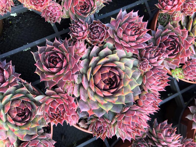 Sempervivum arachnoideum Colorockz 'Blushing Garnet' - Image courtesy of Ball Horticultural Company