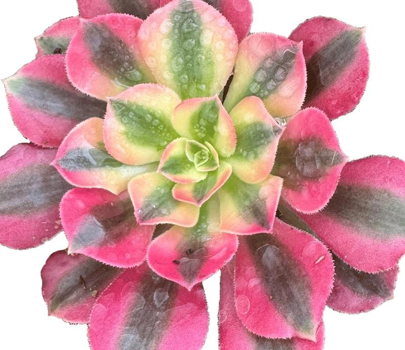 Aeonium 'Wheels of Adoration' - Image courtesy of Ball Horticultural Company