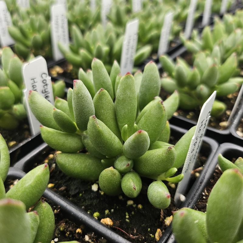 Cotyledon orbiculata 'Happy Day' - Pigs Ear from Hillcrest Nursery