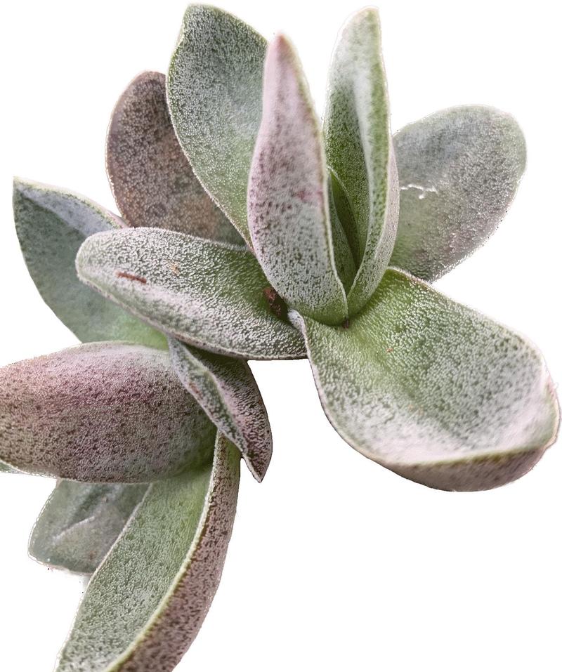 Crassula alba 'Garnet Lotus' - Image courtesy of Ball Horticultural Company