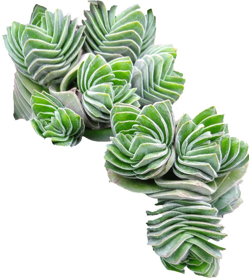 Crassula deceptor 'Kimnachi' - Image courtesy of Ball Horticultural Company