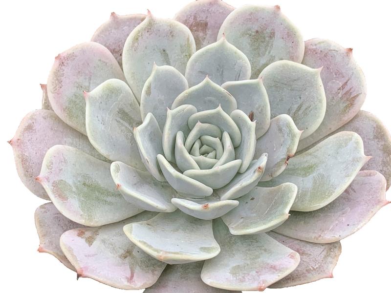 Echeveria 'Fury' - Image courtesy of Ball Horticultural Company