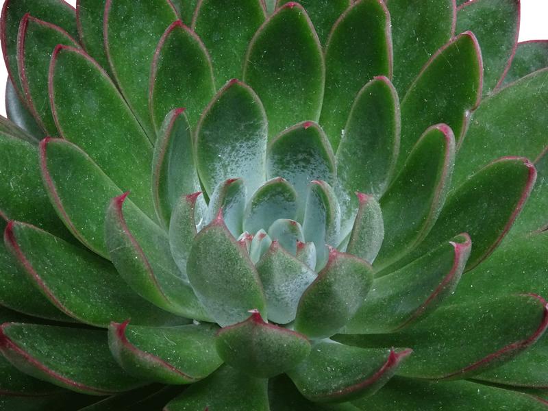 Echeveria 'Guapa' - Image courtesy of Ball Horticultural Company