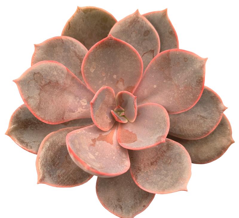 Echeveria 'Linn' - Image courtesy of Ball Horticultural Company