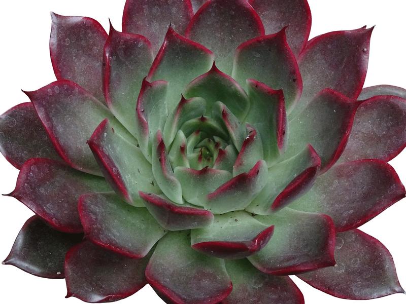 Echeveria 'Morango' - Image courtesy of Ball Horticultural Company