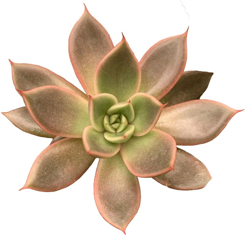 Echeveria 'Pink Circle' - Image courtesy of Ball Horticultural Company