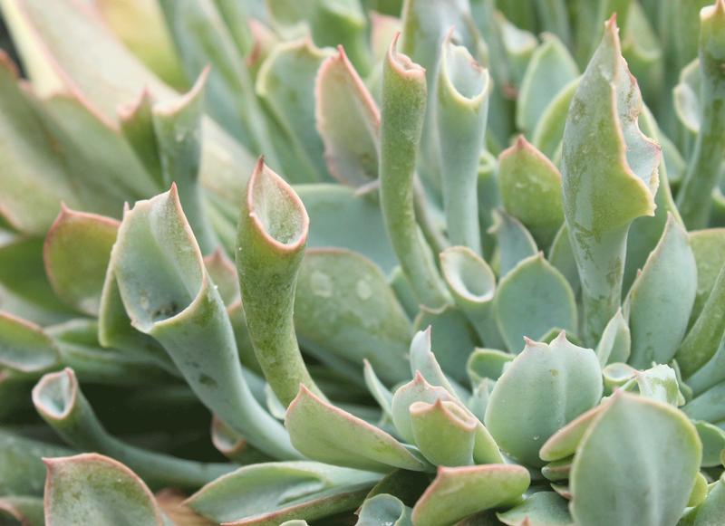 Echeveria 'Pink Trumpet' - Image courtesy of Ball Horticultural Company