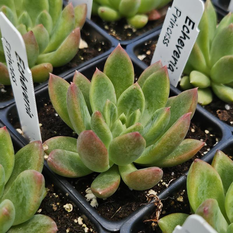 Echeveria 'Princess' - Echeveria from Hillcrest Nursery
