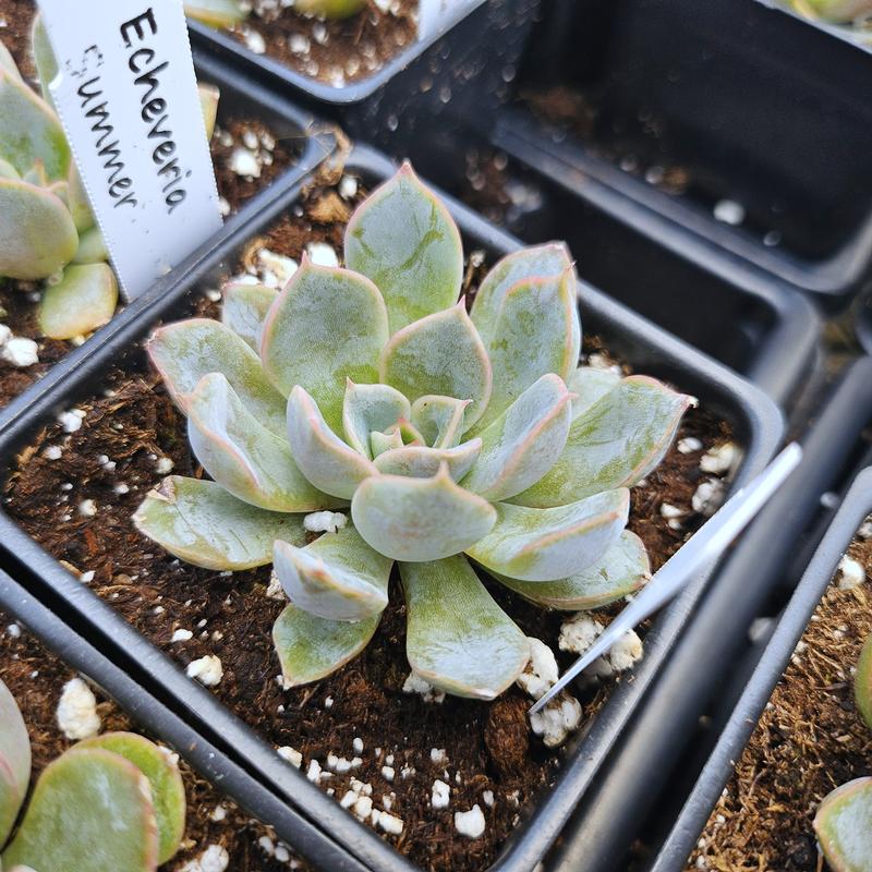 Echeveria 'Summer' - Echeveria from Hillcrest Nursery