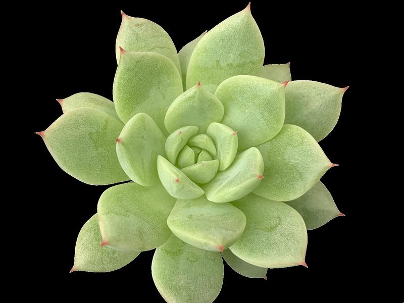Echeveria 'Tippy' - Image courtesy of Ball Horticultural Company