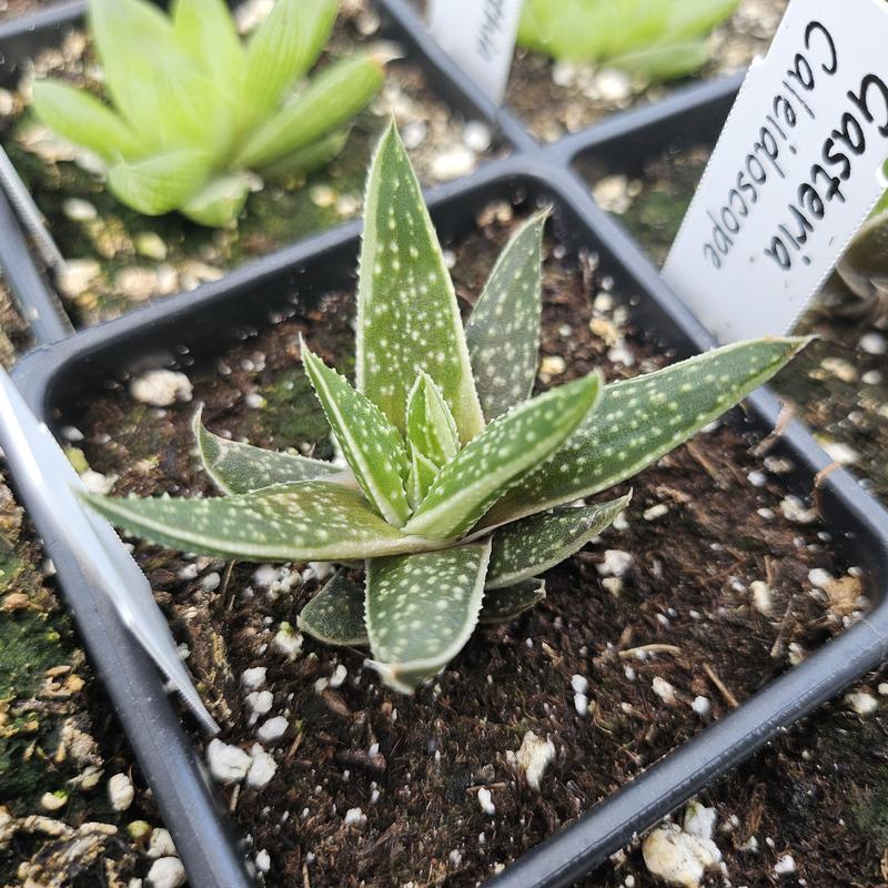 Gasteria 'Caleidoscope' - Ox Tongue from Hillcrest Nursery