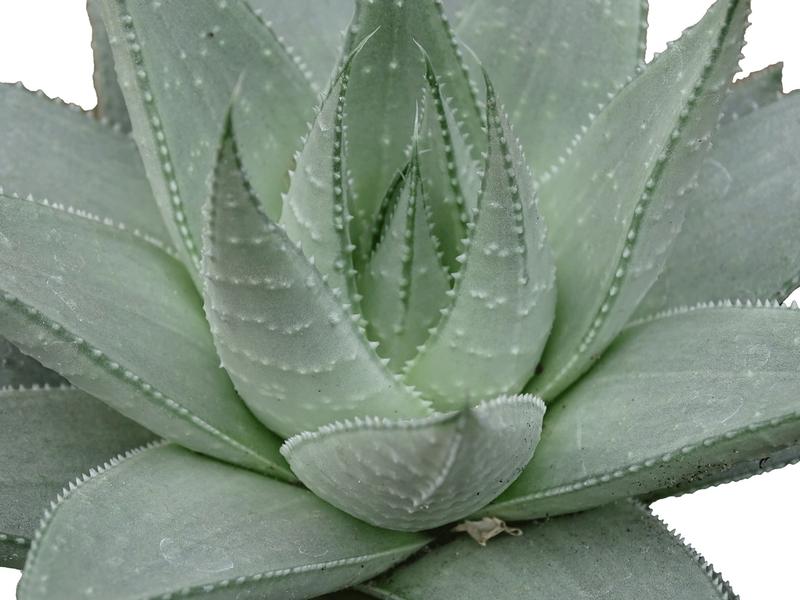 Haworthia 'Savanna' - Image courtesy of Ball Horticultural Company
